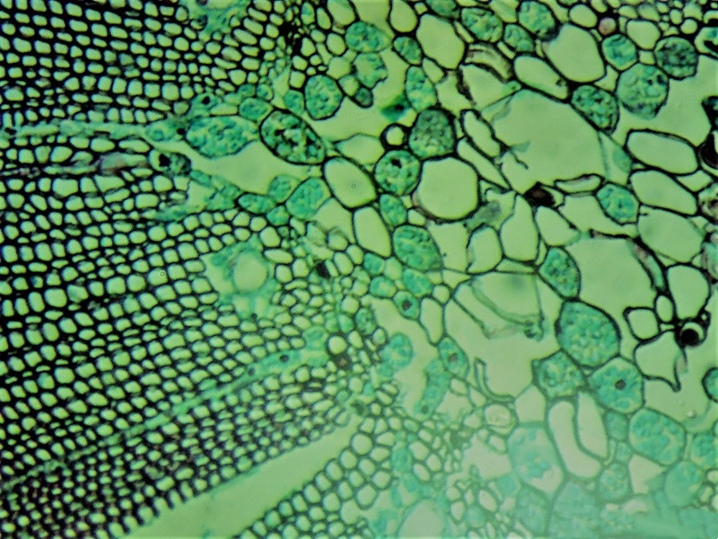 原子力显微镜AFM在植物叶片中的应用