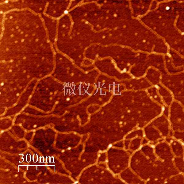 afm原子力显微镜在生物膜相互作用实验中的应用