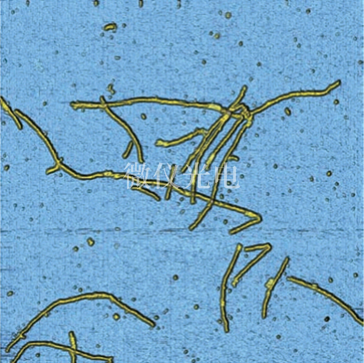 AFM原子力显微镜在植物生物大分子研究中的应用